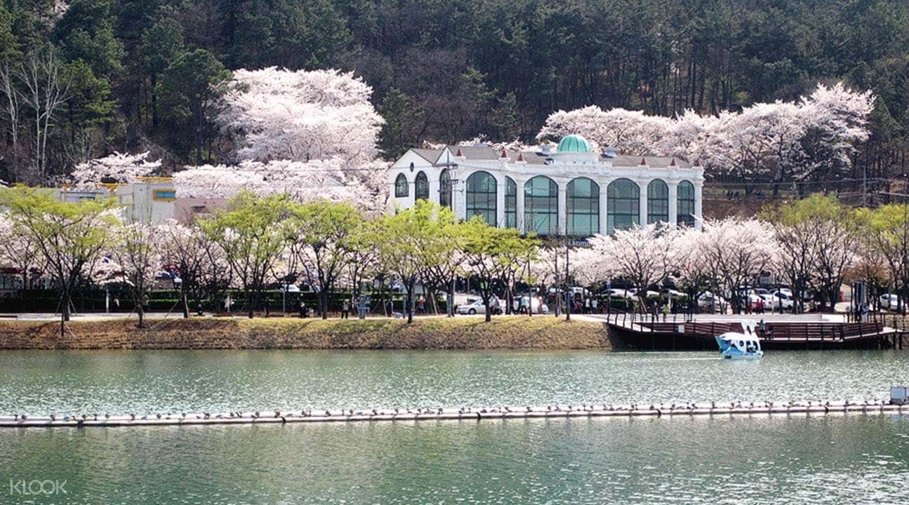 Chasing Cherry Blossoms Tour from Busan4
