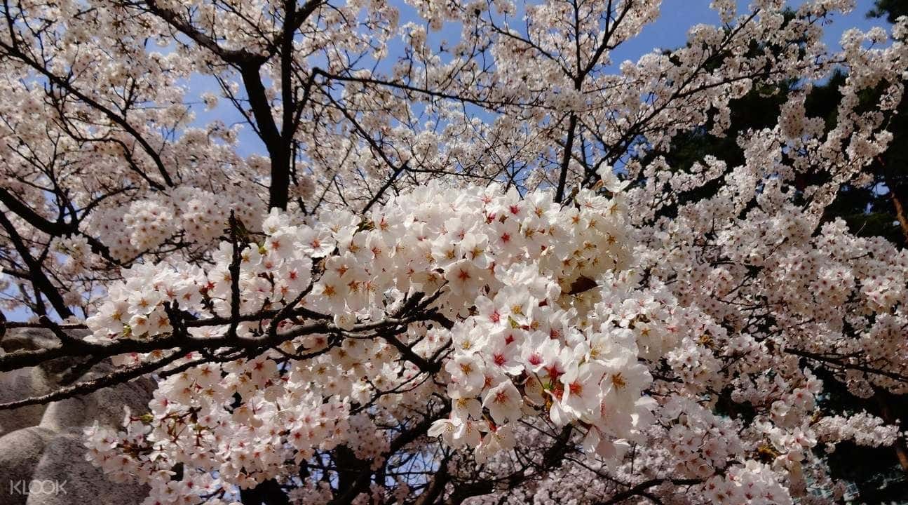 Chasing Cherry Blossoms Tour from Busan1