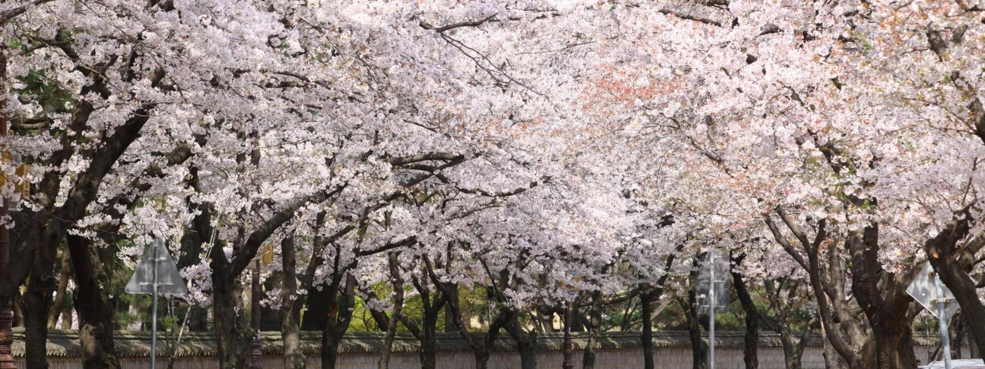 Cherry Blossom Day Tour from Daegu