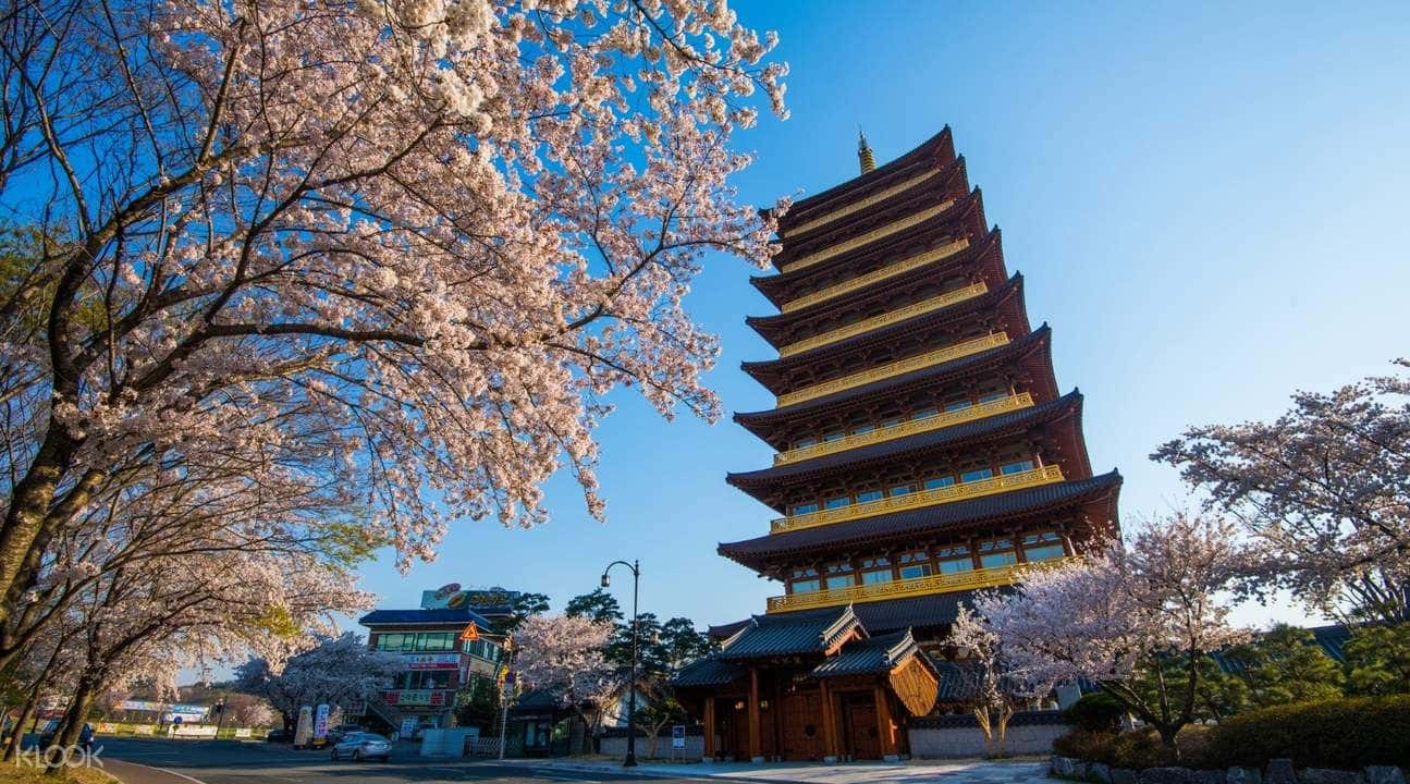 Cherry Blossom Day Tour from Daegu3