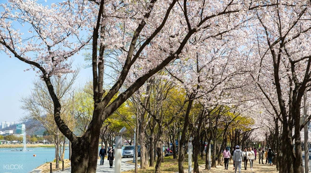 Cherry Blossom Day Tour from Daegu1