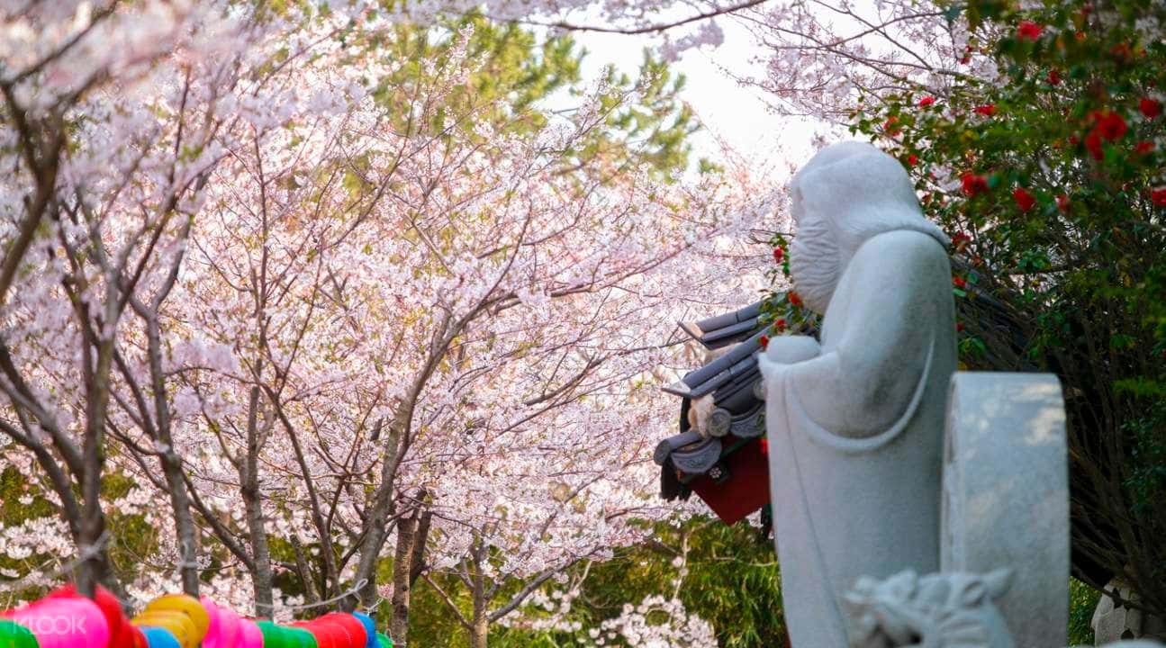 Cherry Blossom Day Tour from Daegu2