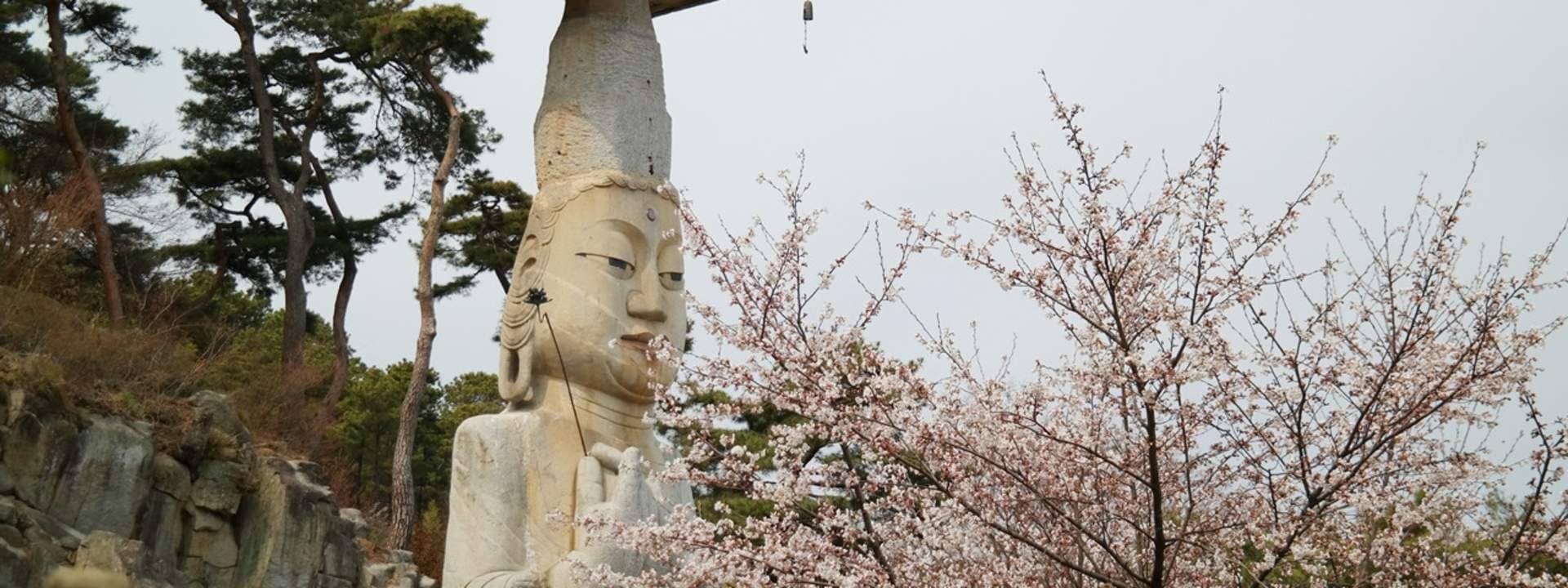 Cherry Blossom Tour and Strawberry Picking in Nonsan from Seoul