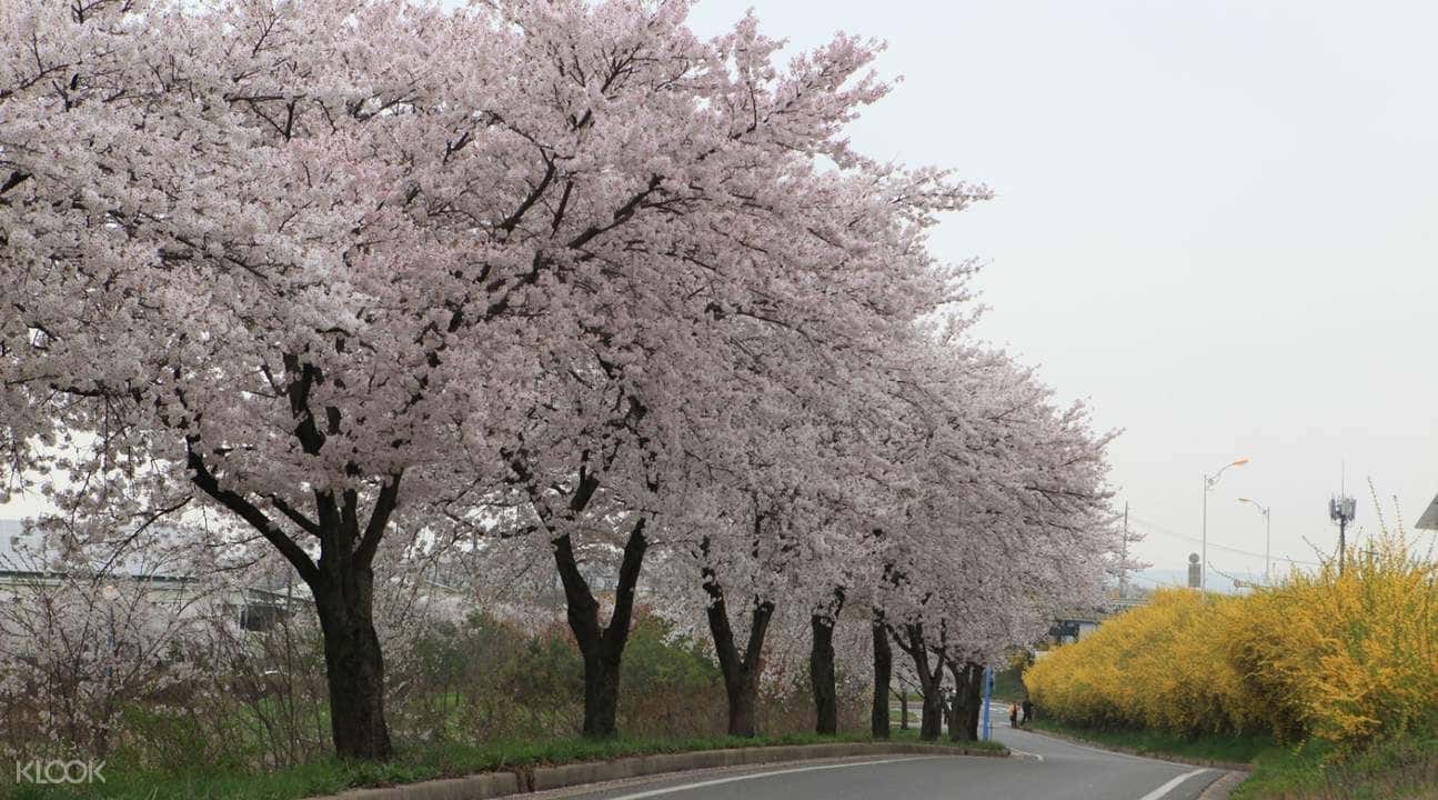 Cherry Blossom Tour and Strawberry Picking in Nonsan from Seoul3