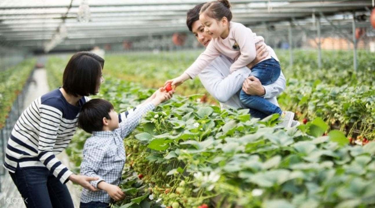 Cherry Blossom Tour and Strawberry Picking in Nonsan from Seoul2
