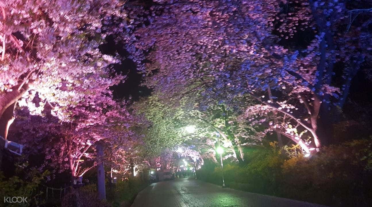 Ganghwa Island Cherry Blossom Evening Tour with Luge Ride Experience3
