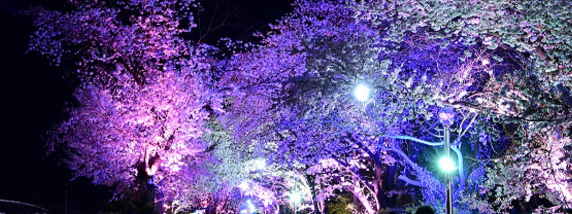 Ganghwa Island Cherry Blossom Evening Tour with Luge Ride Experience
