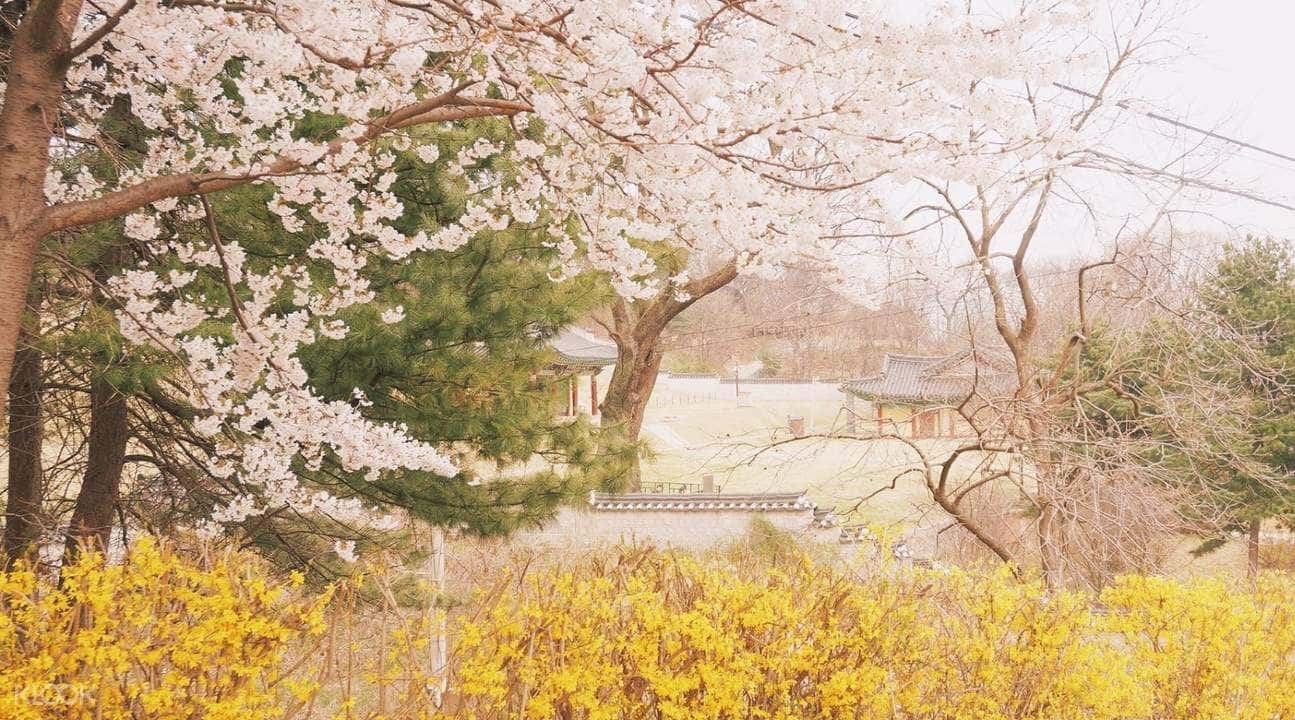 Ganghwa Island Cherry Blossom Evening Tour with Luge Ride Experience1