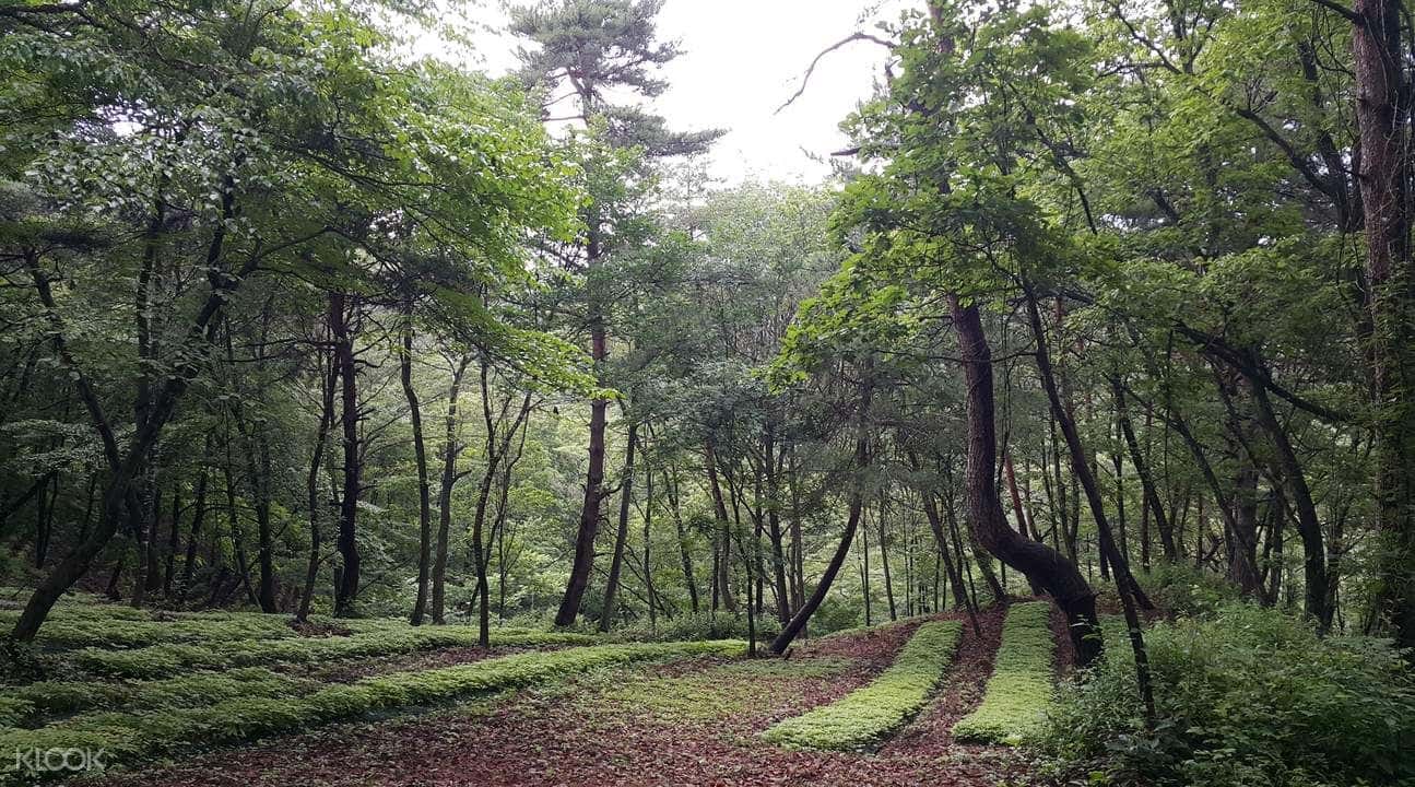 Ginseng Picking & Pyeongchang Herb Garden Day Tour from Seoul4