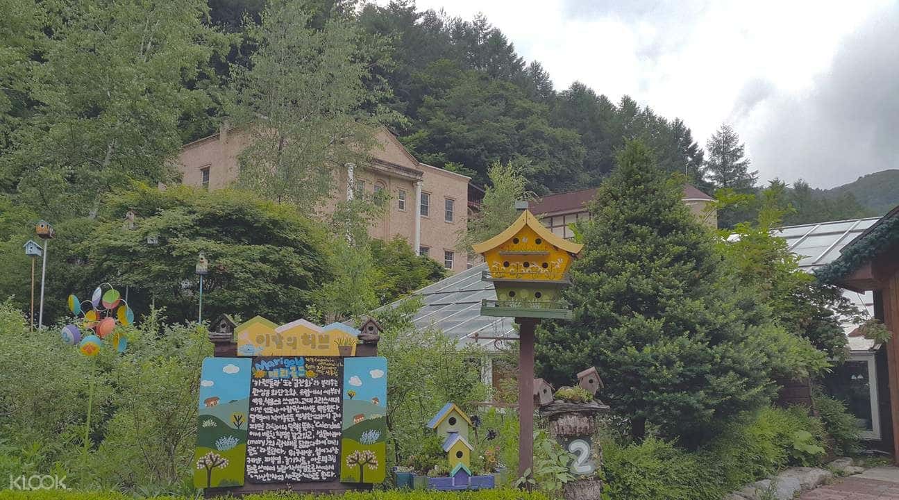 Ginseng Picking & Pyeongchang Herb Garden Day Tour from Seoul2