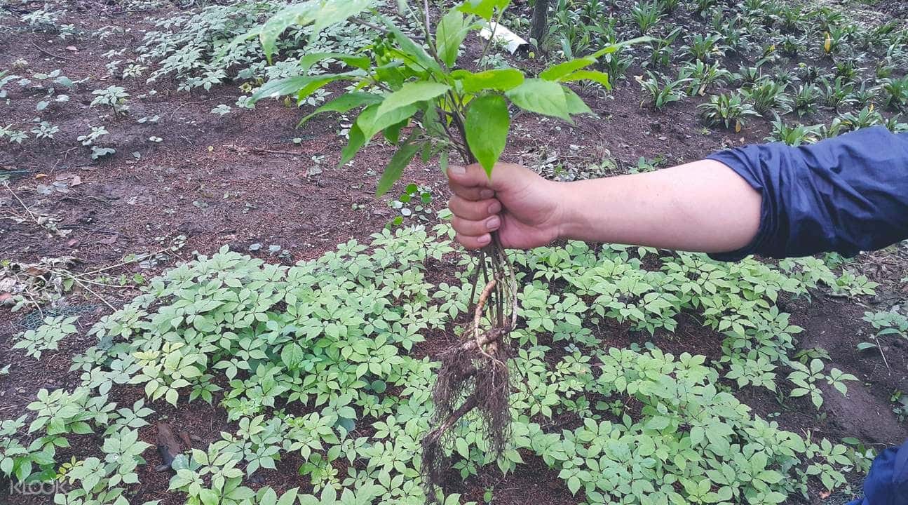 Ginseng Picking & Pyeongchang Herb Garden Day Tour from Seoul1