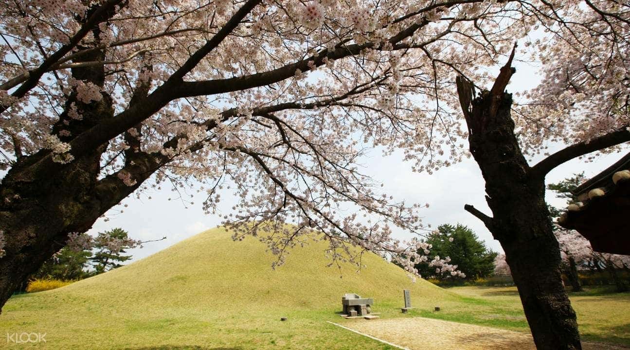 Gyeongju Cherry Blossom Festival Day Trip from Daegu3
