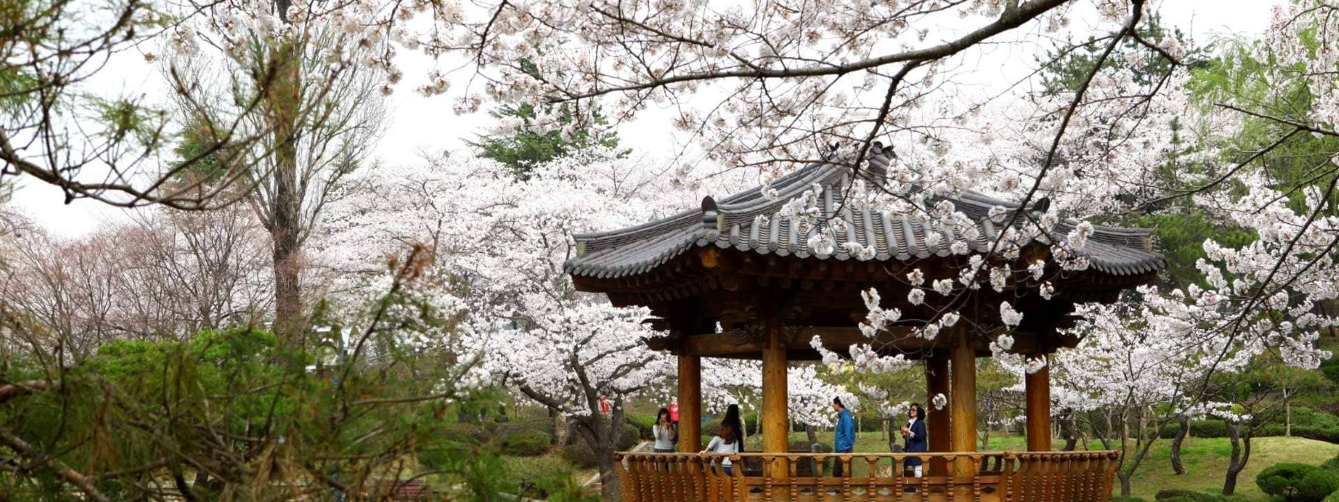 Gyeongju Cherry Blossom Festival Day Trip from Daegu
