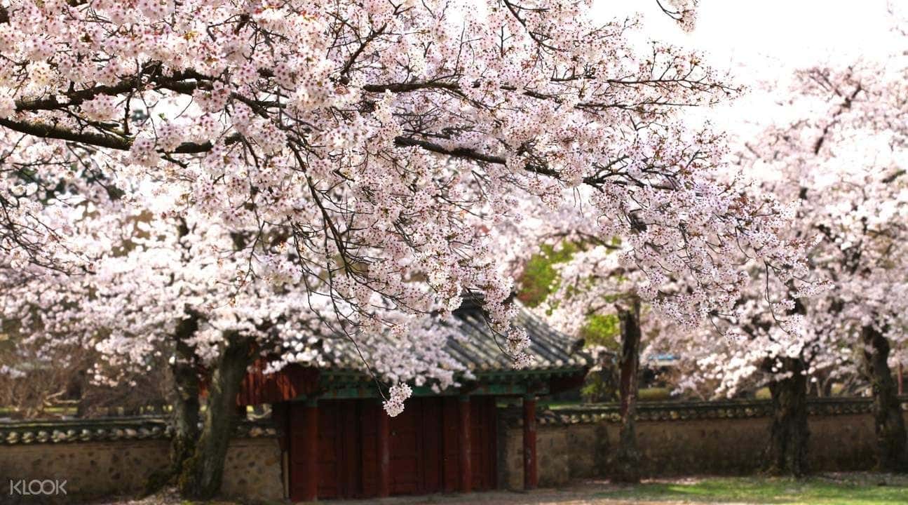 Gyeongju Cherry Blossom Festival Day Trip from Daegu4