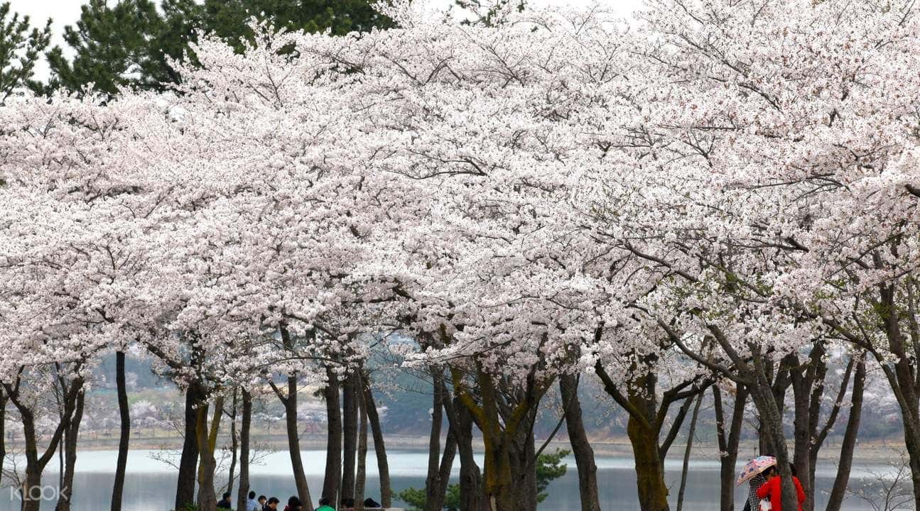 Gyeongju Cherry Blossom Festival Day Trip from Daegu1