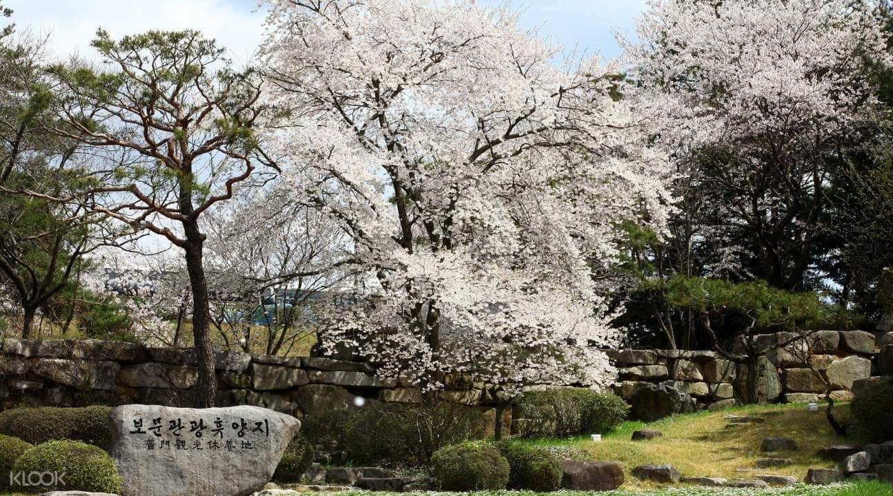 Gyeongju Cherry Blossom Festival Day Trip from Daegu2
