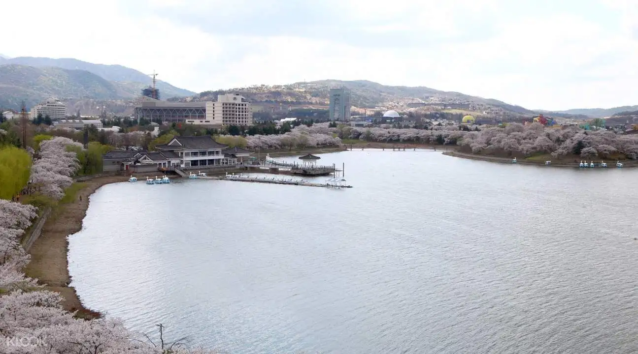 Gyeongju Cherry Blossom Festival One day Tour from Busan1