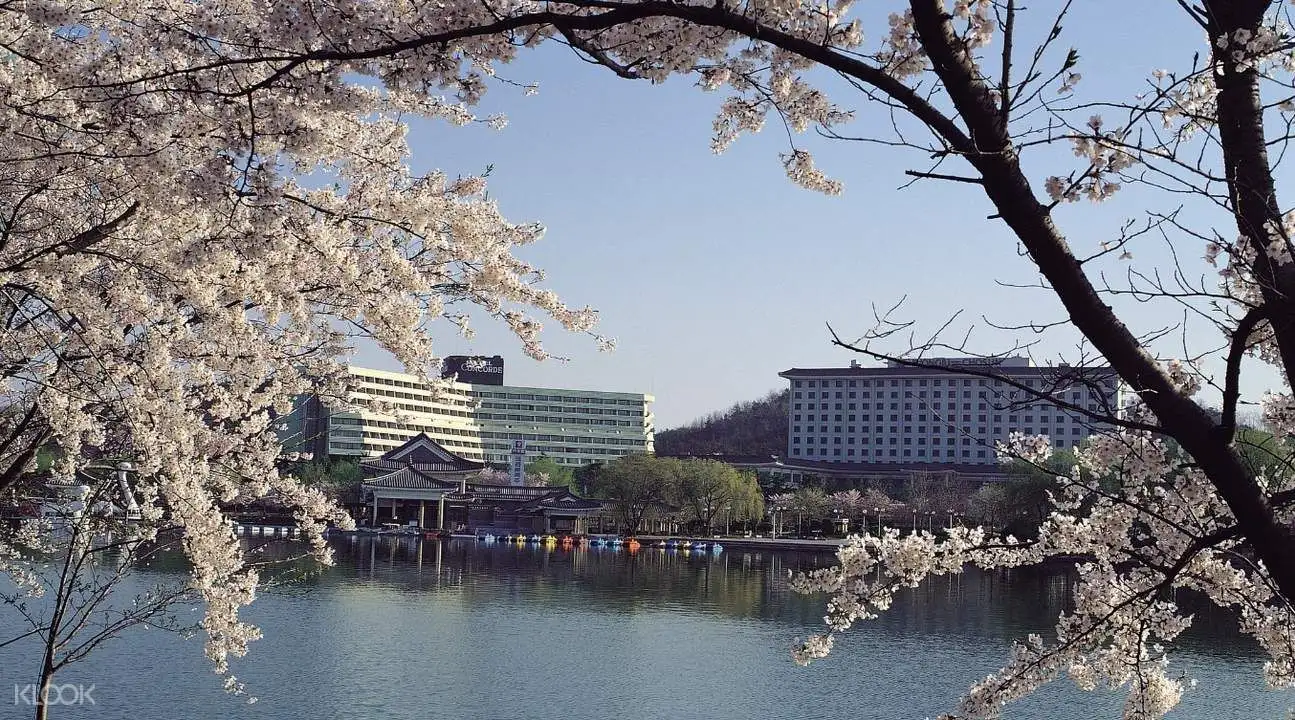Gyeongju Cherry Blossom Festival One day Tour from Busan2