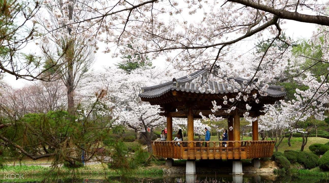Gyeongju Cherry Blossom Festival One day Tour from Busan4