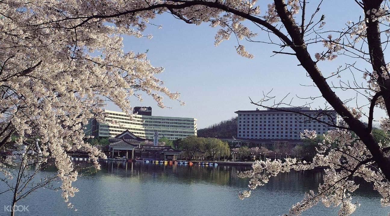 Gyeongju Cherry Blossom Festival One day Tour from Busan2