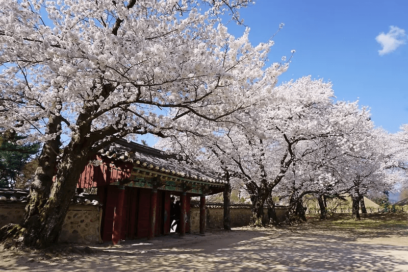 Gyeongju Full Day Guided Tour1