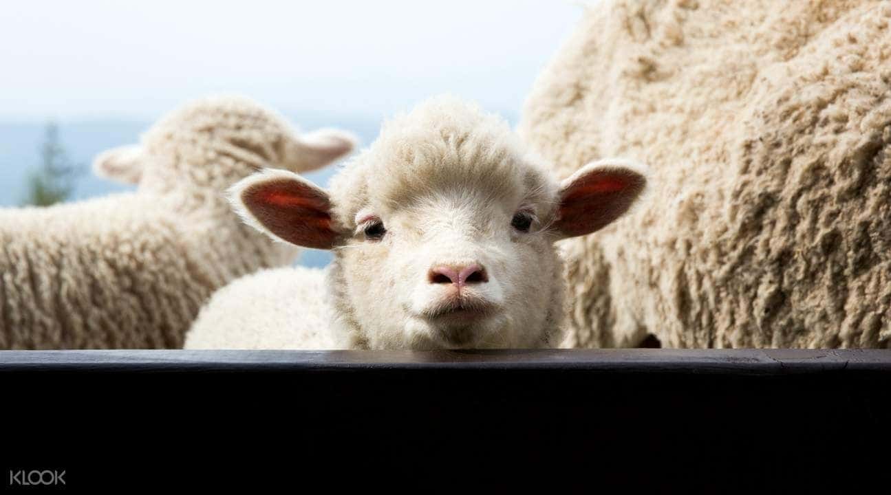 Gyeongpo Cherry Blossom & Daegwallyeong Sheep Farm Day Tour in Gangwon-do3