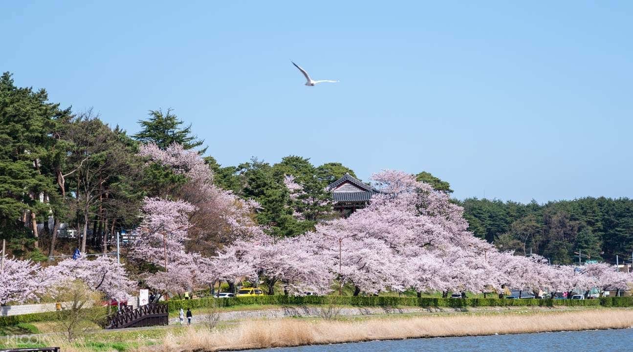 Gyeongpo Cherry Blossom & Daegwallyeong Sheep Farm Day Tour in Gangwon-do2