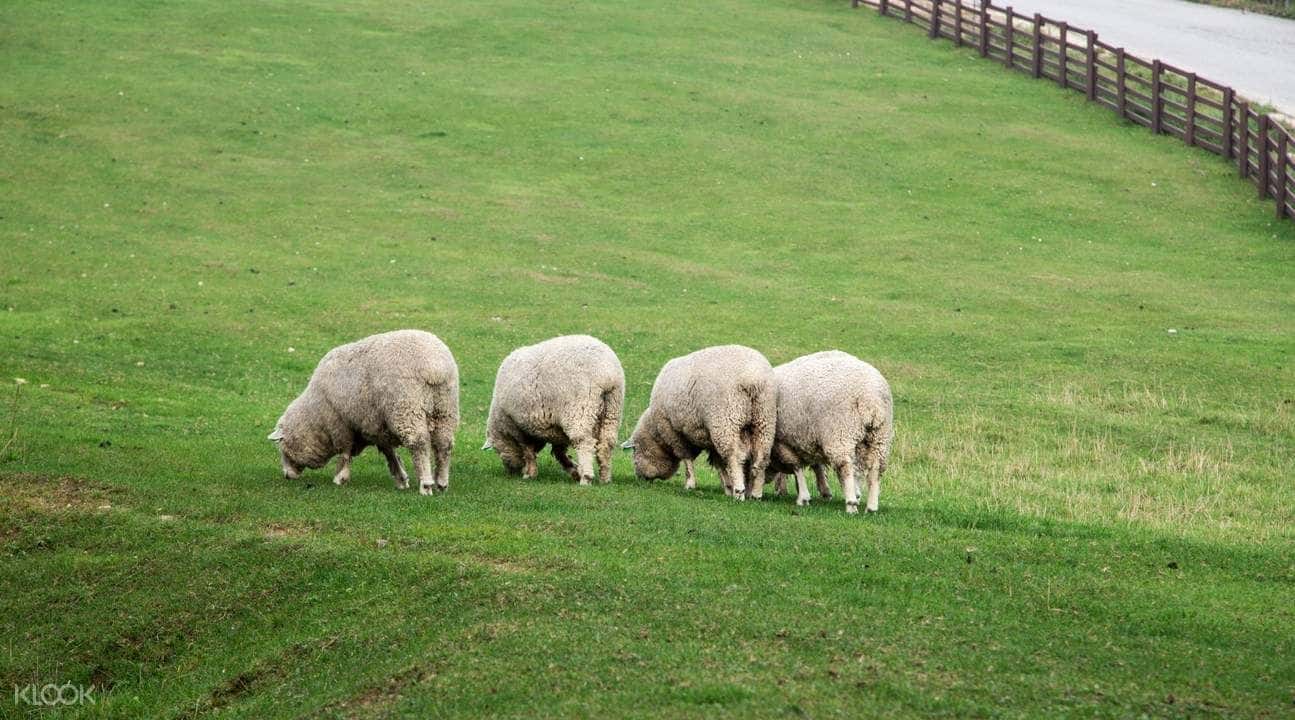 Gyeongpo Cherry Blossom & Daegwallyeong Sheep Farm Day Tour in Gangwon-do4
