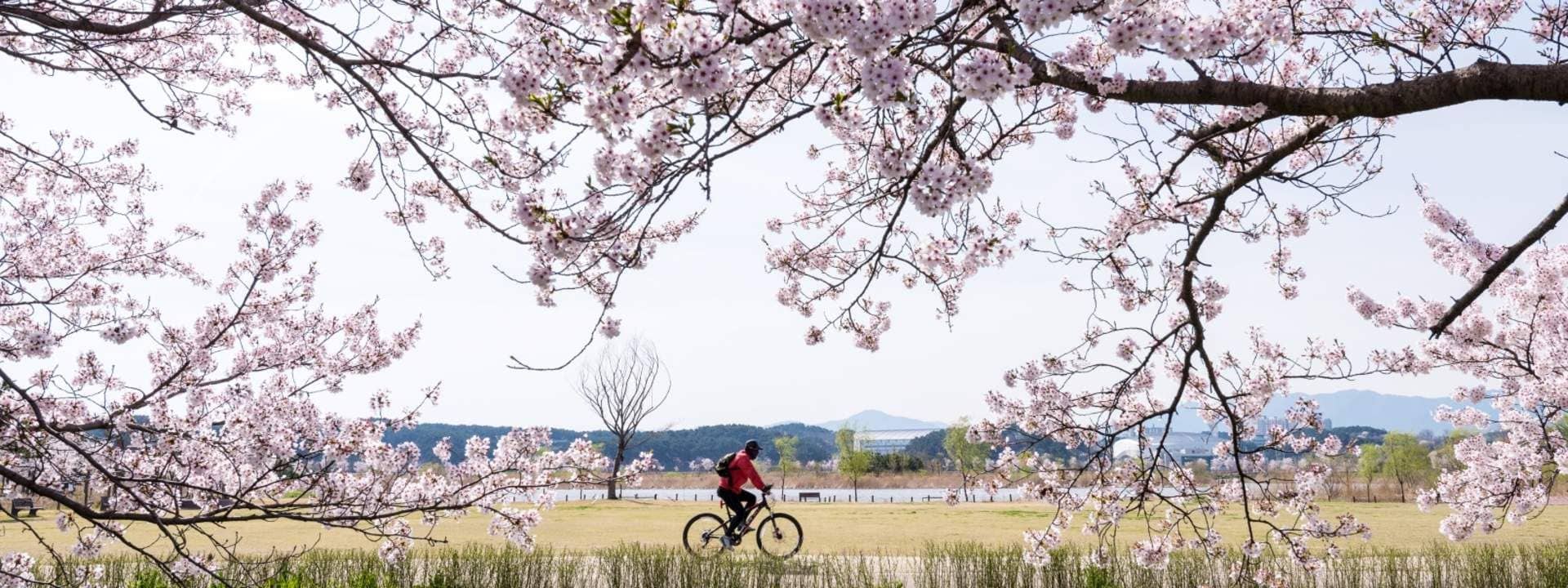 Gyeongpo Cherry Blossom & Daegwallyeong Sheep Farm Day Tour in Gangwon-do