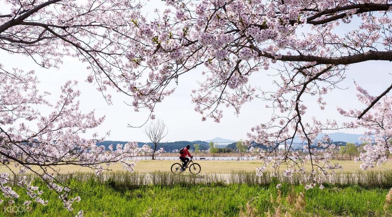Gyeongpo Cherry Blossom & Daegwallyeong Sheep Farm Day Tour in Gangwon-do1
