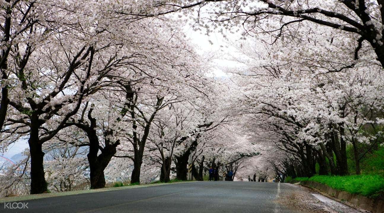 Hadong Cherry Blossom Day Tour from Busan2