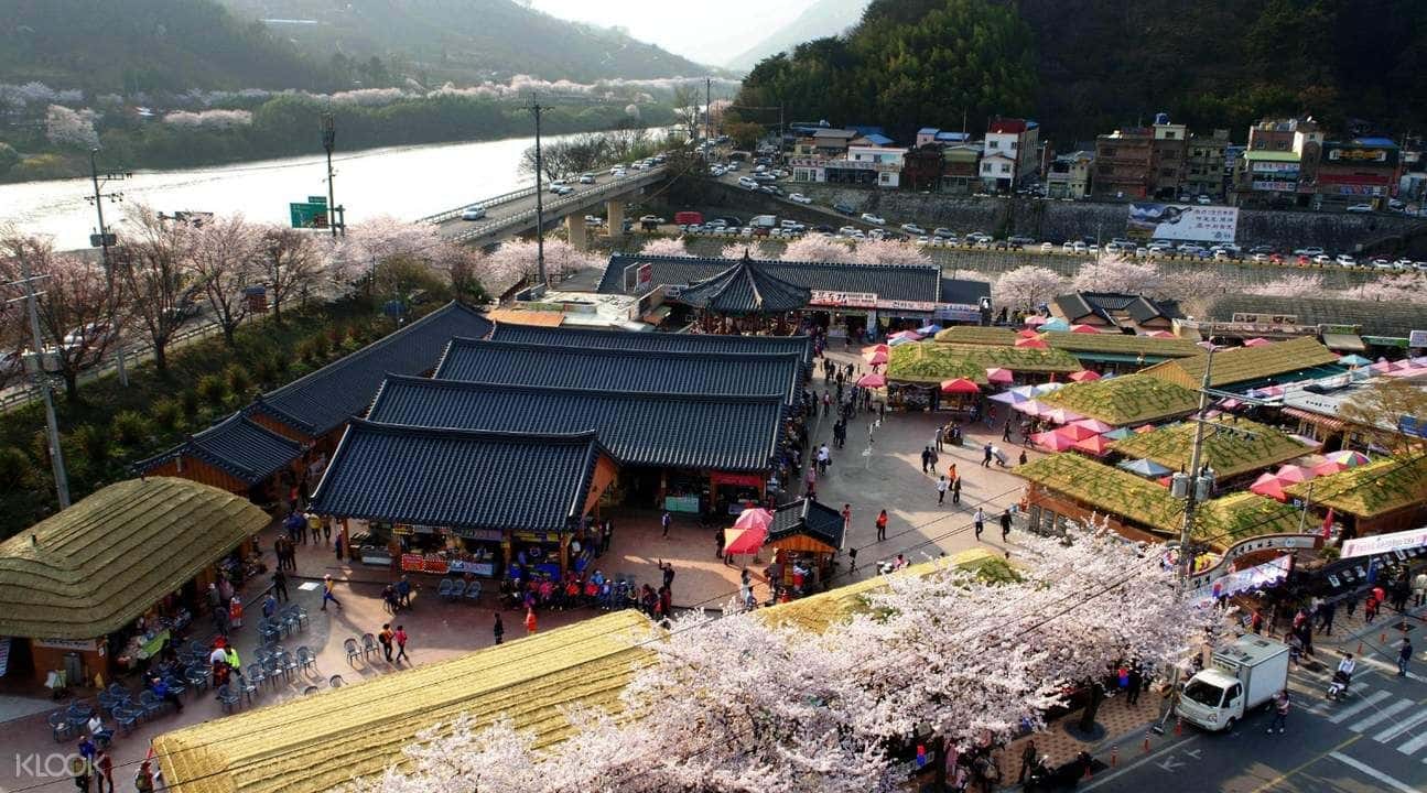 Hadong Cherry Blossom Day Tour from Busan1