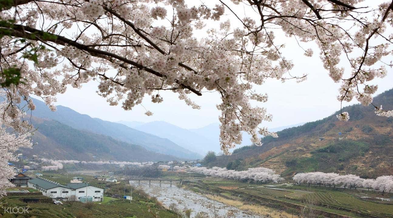 Hadong Cherry Blossom Day Tour from Busan3