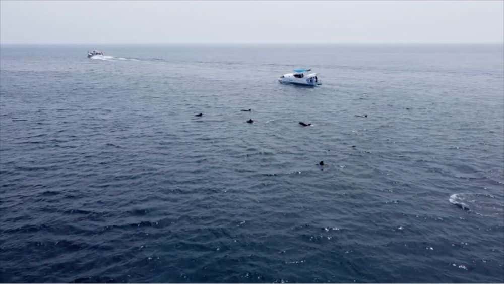 Jeju Hamo Dolphin Tour1
