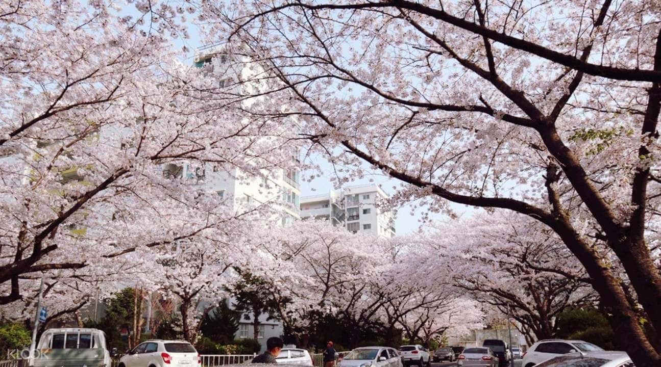 Jinhae Cherry Blossom Festival and Busan Daejeo Ecological Park Day Trip3