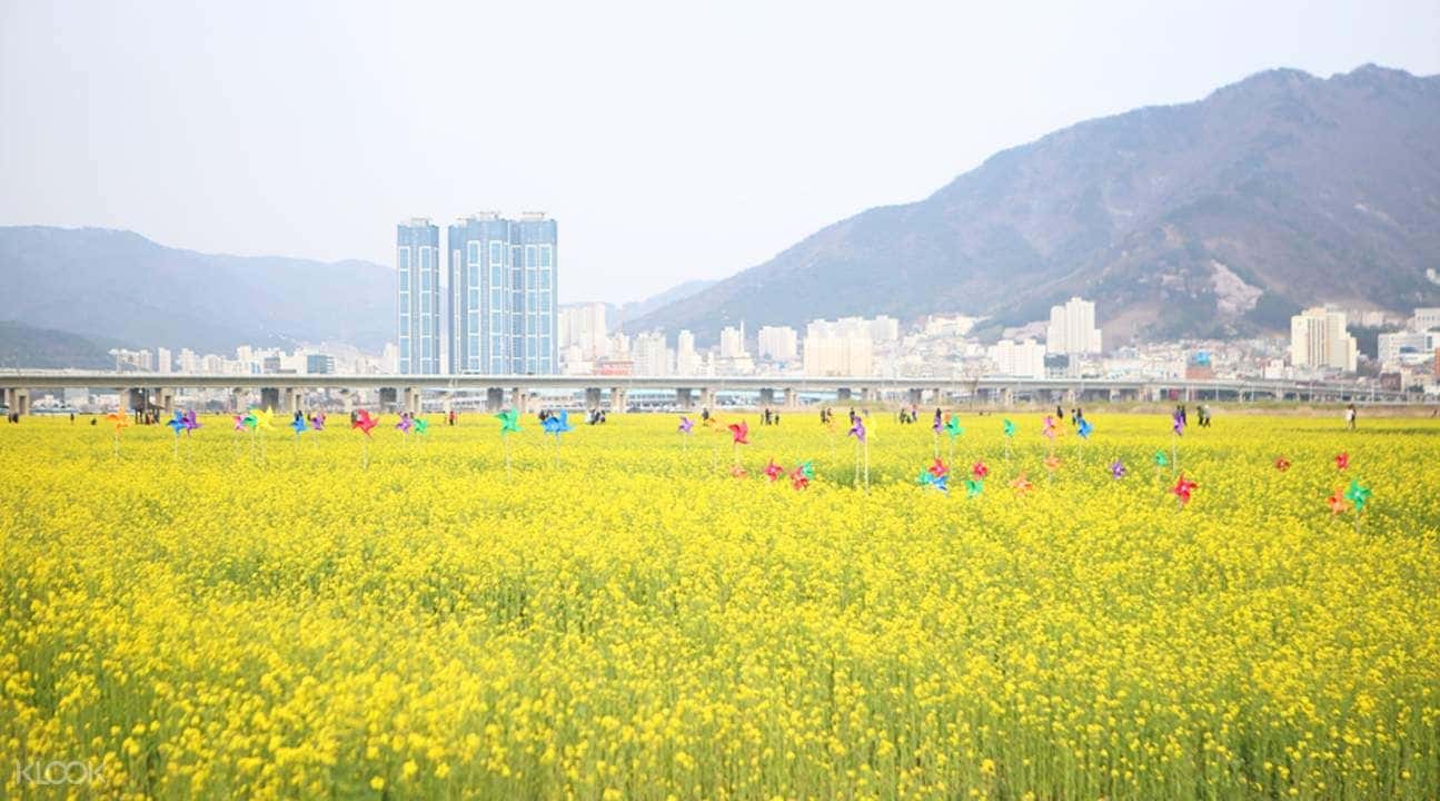 Jinhae Cherry Blossom Festival and Busan Daejeo Ecological Park Day Trip2