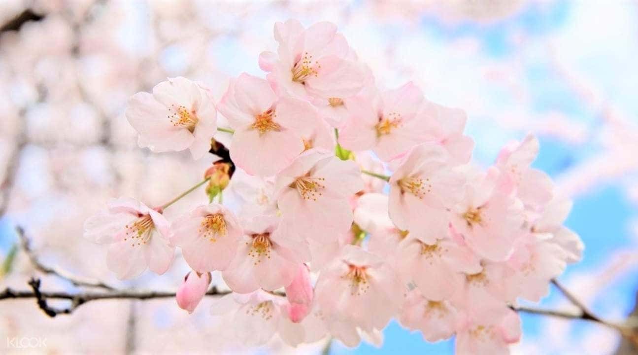 Jinhae Cherry Blossom Festival and Busan Daejeo Ecological Park Day Trip1