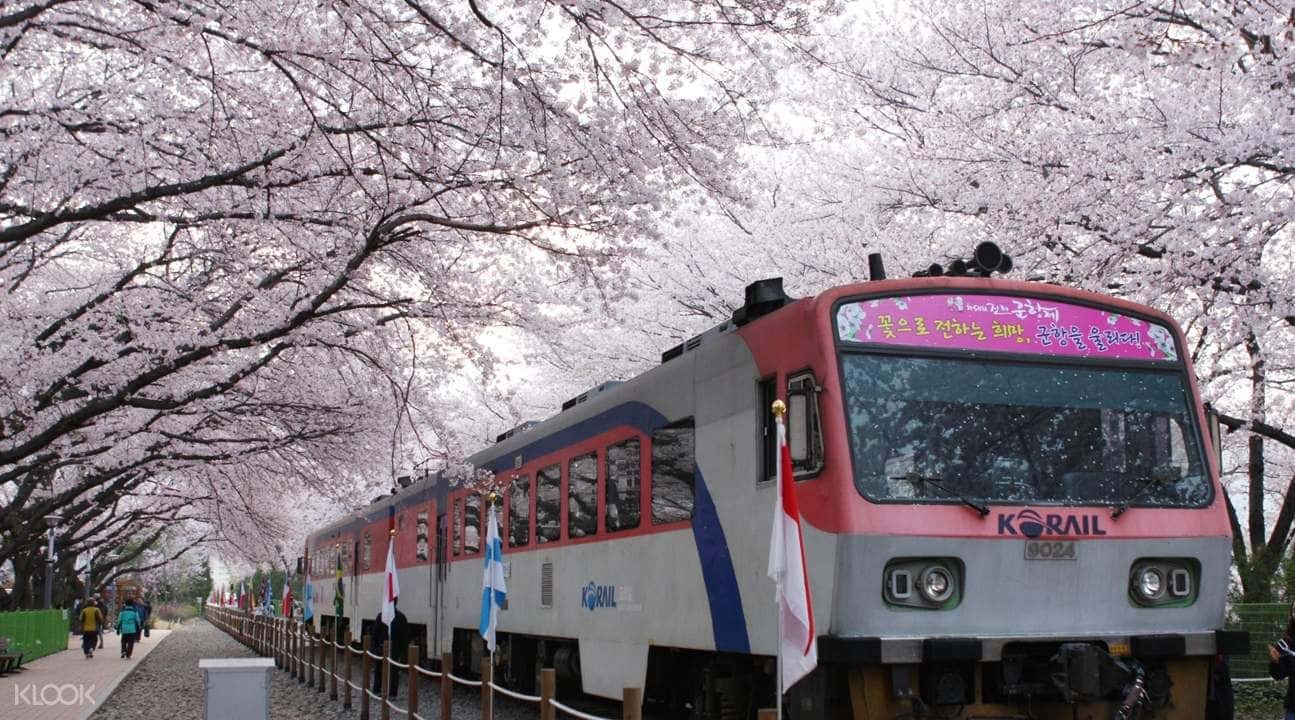 Jinhae Cherry Blossom Festival and Busan Daejeo Ecological Park Day Trip4
