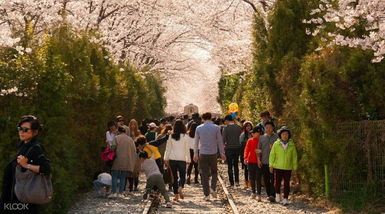 Jinhae Cherry Blossom Festival Day Tour from Daegu2
