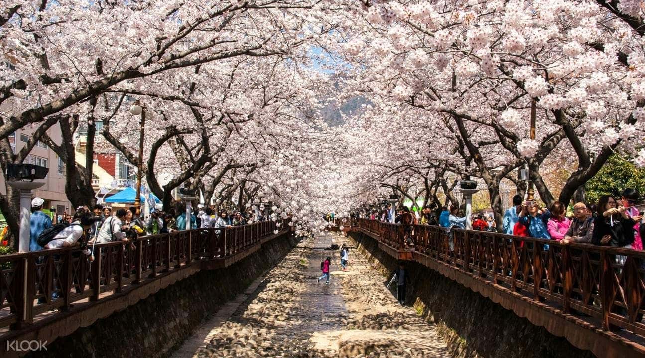 Jinhae Cherry Blossom Festival Day Tour from Daegu3