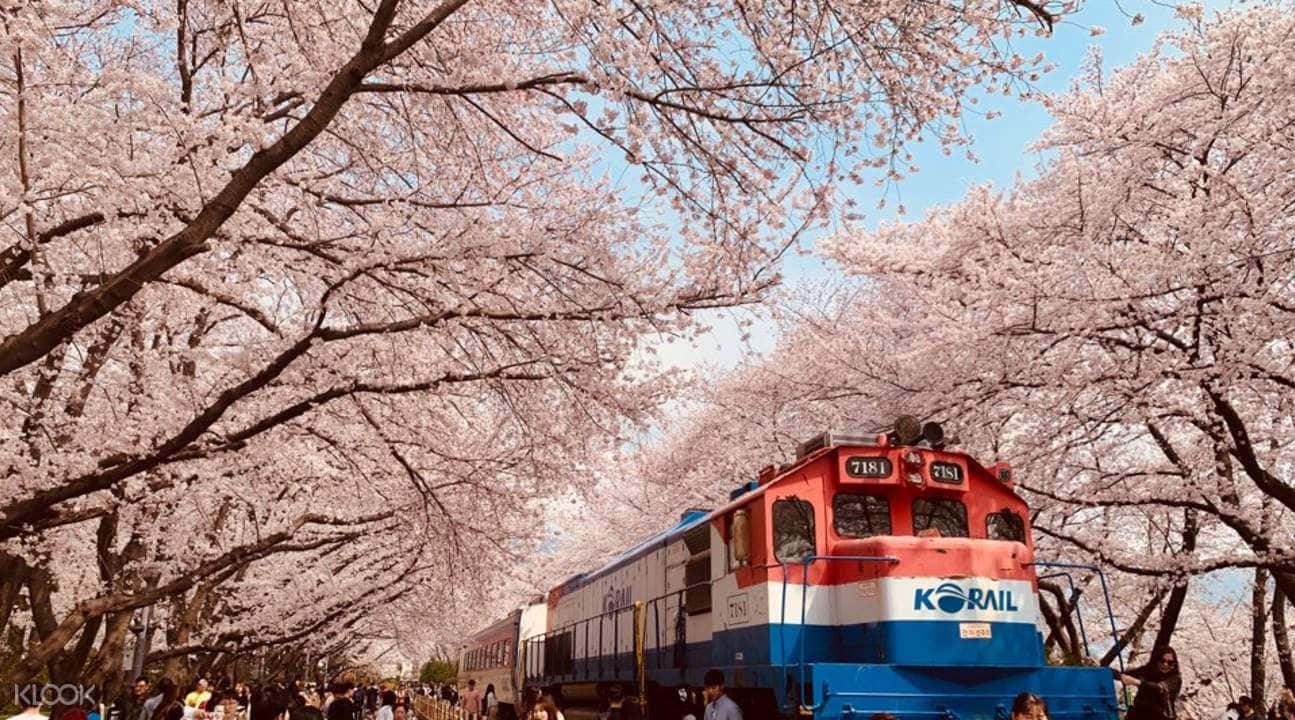 Jinhae Cherry Blossom Festival Day Tour from Daegu1