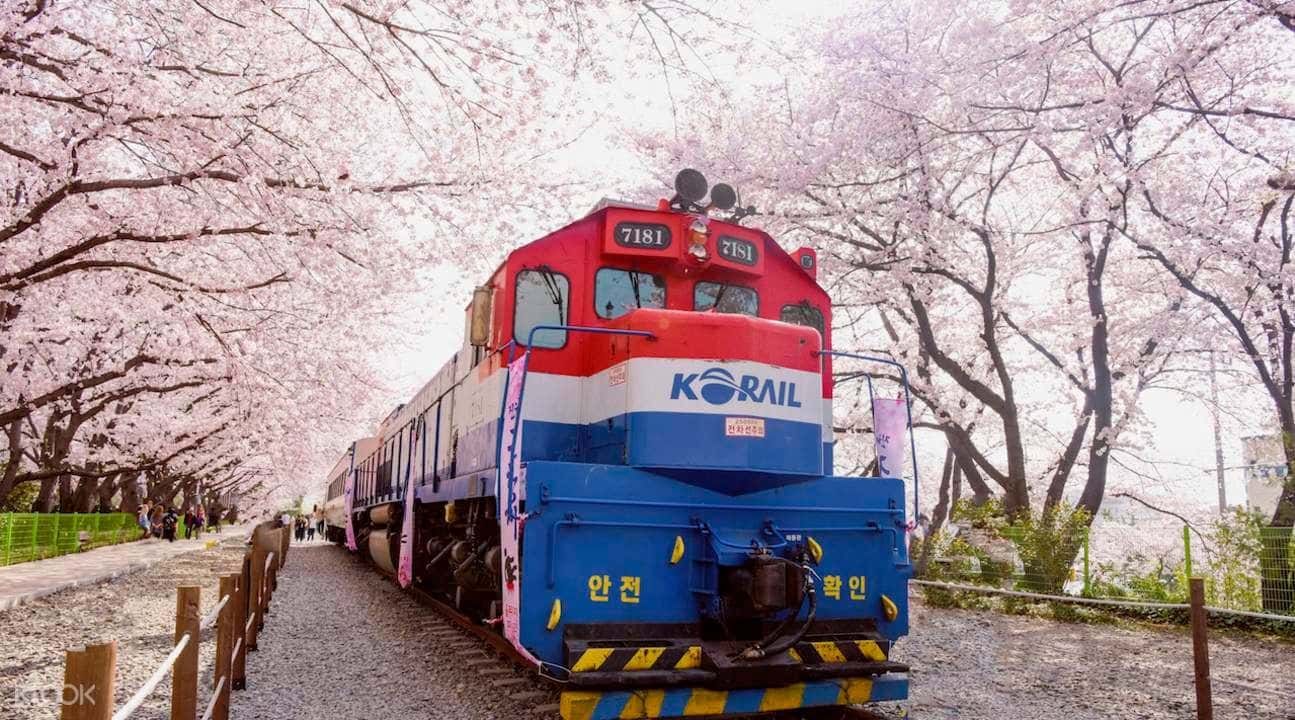 Jinhae Cherry Blossom Festival Tour from Busan by KTOURSTORY1