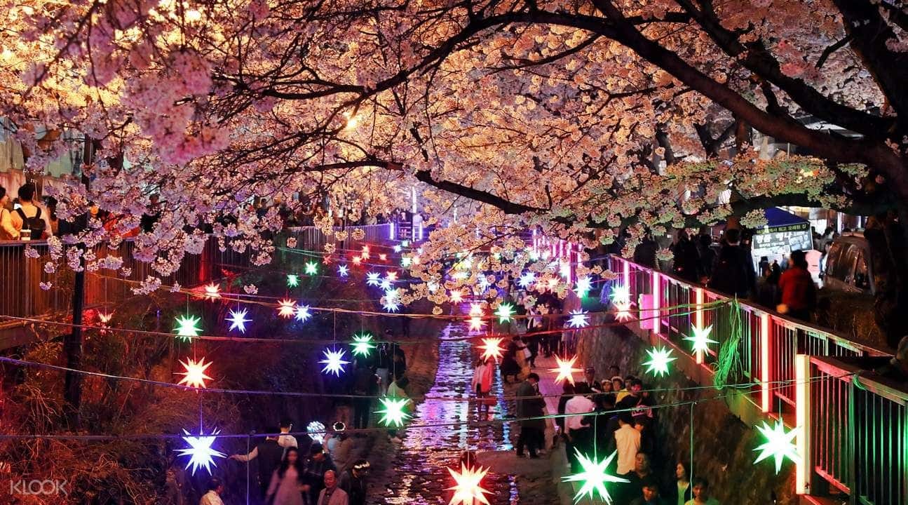 Jinhae Cherry Blossom Festival Tour from Busan by KTOURSTORY4