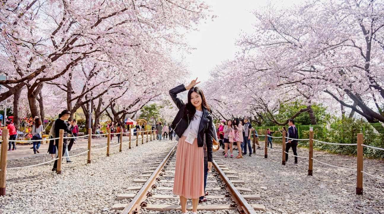 Jinhae Cherry Blossom Festival Tour from Busan by KTOURSTORY3