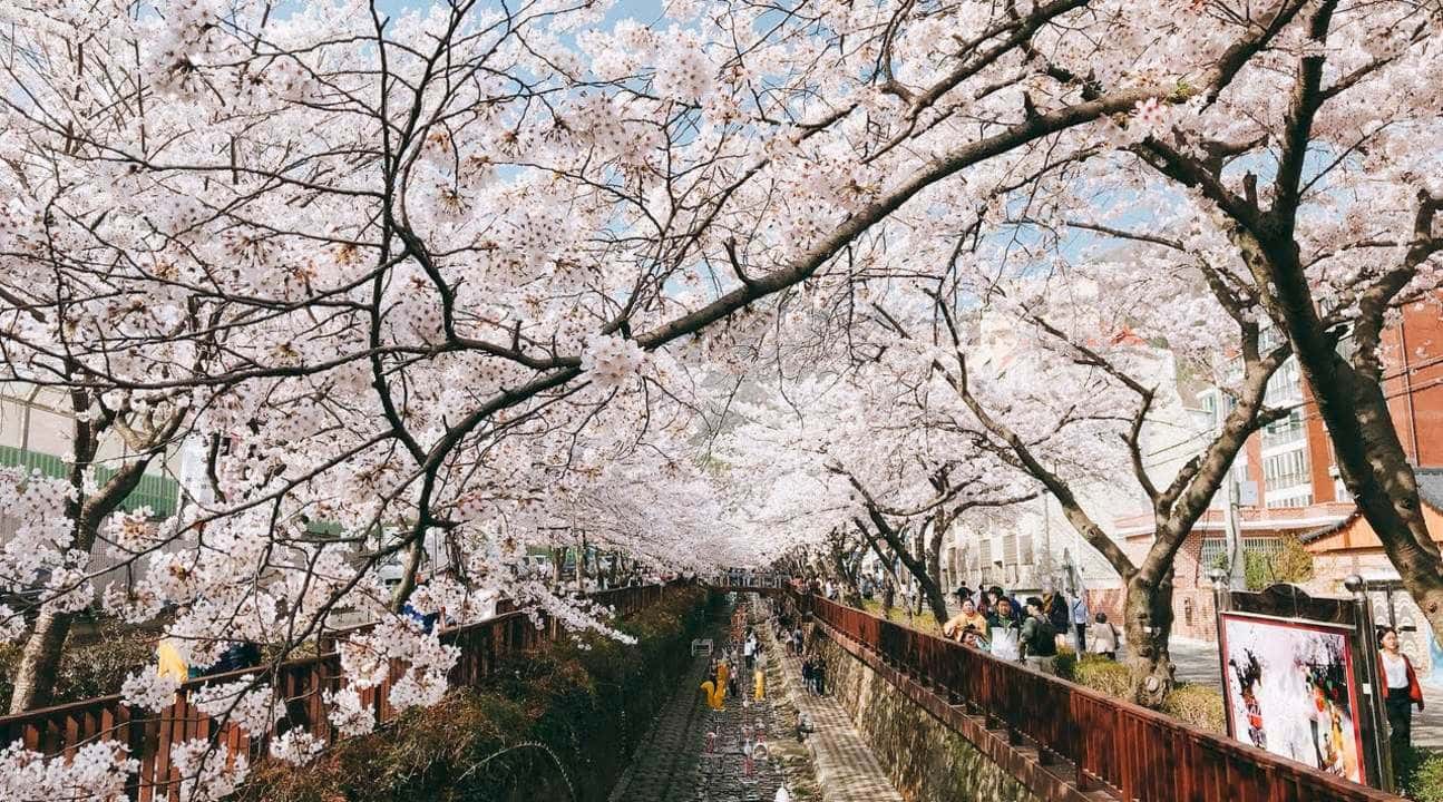 Jinhae Cherry Blossom Tour from Busan3