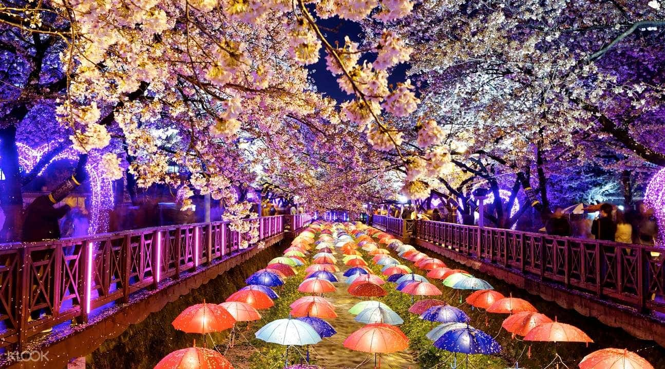 Jinhae Cherry Blossom Tour from Busan1