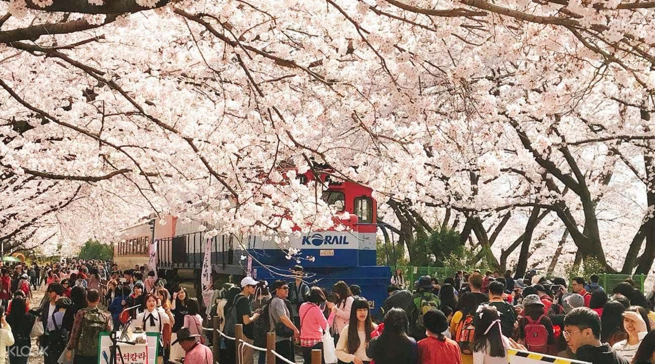 Jinhae Cherry Blossom Tour from Busan4