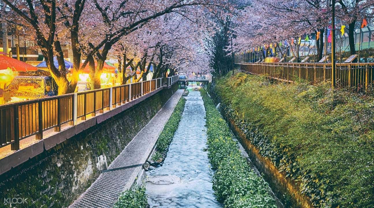 Jinhae Cherry Blossom Tour from Busan2