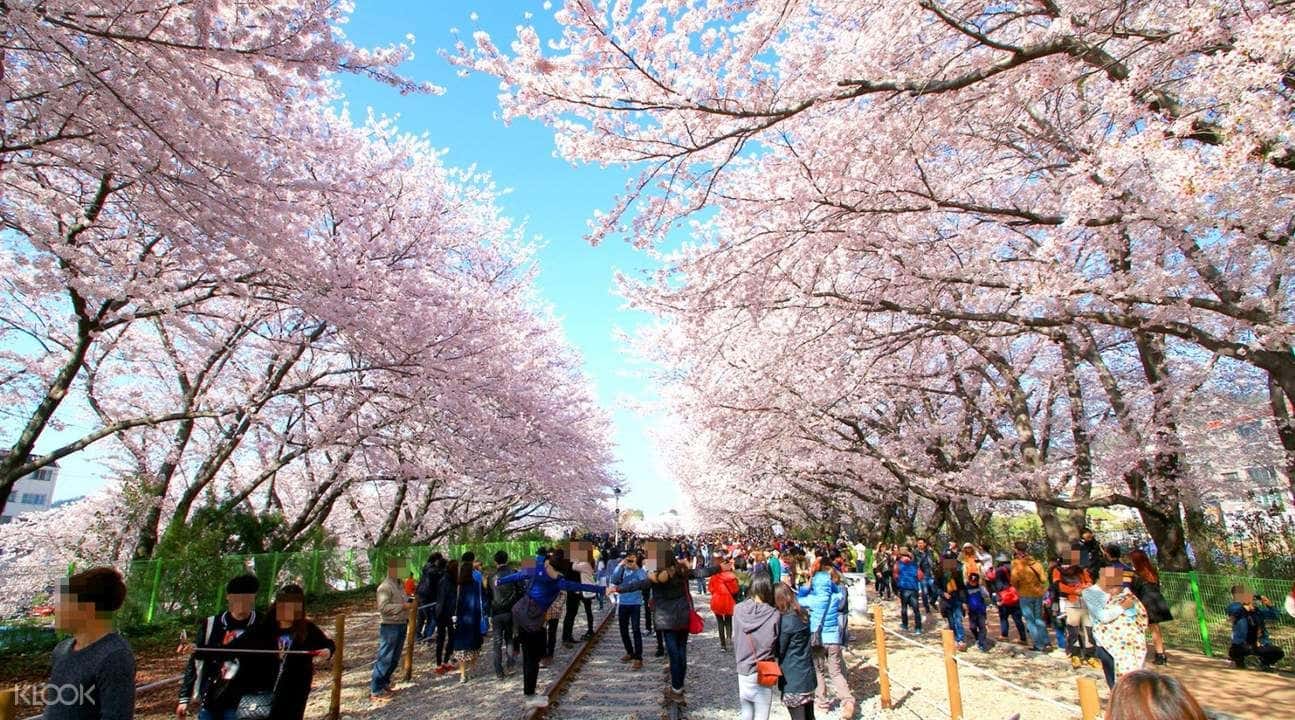 Jinhae Gunhangje Festival Private Car Charter in Busan3
