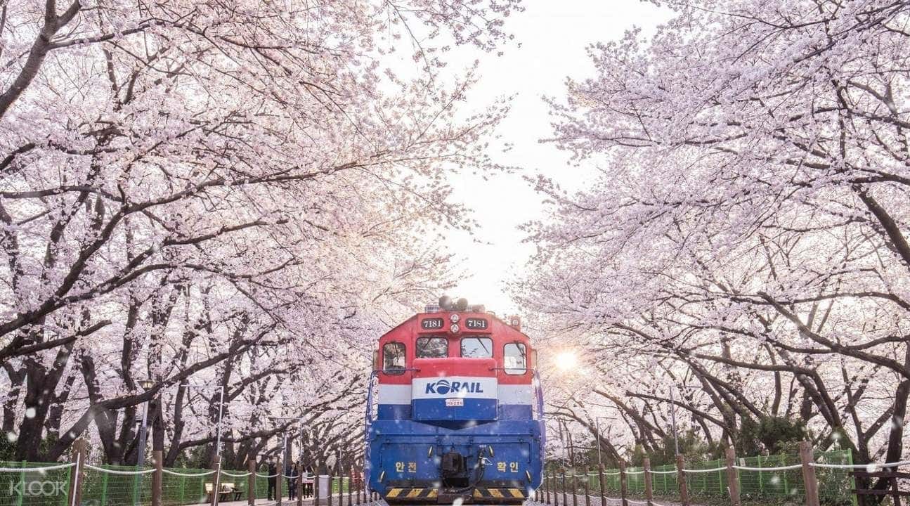 Jinhae Gunhangje Festival Private Car Charter in Busan2